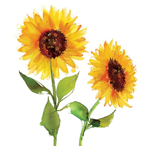 Two Sunflowers Lunch Napkins 33x33 cm